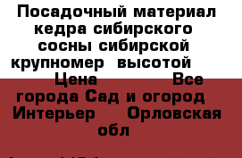 Посадочный материал кедра сибирского (сосны сибирской) крупномер, высотой 3-3.5  › Цена ­ 19 800 - Все города Сад и огород » Интерьер   . Орловская обл.